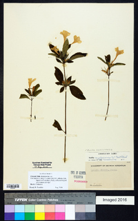 Ruellia caroliniensis image