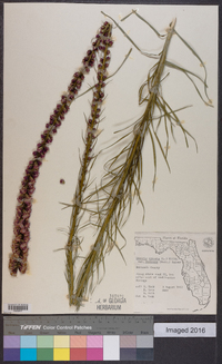 Liatris spicata image