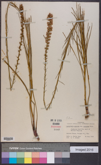 Liatris spicata image