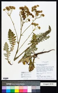 Hymenopappus artemisiifolius var. artemisiifolius image