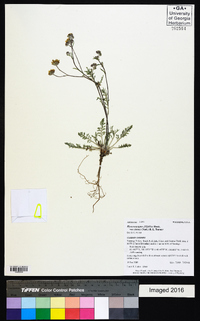 Hymenopappus filifolius var. luteus image