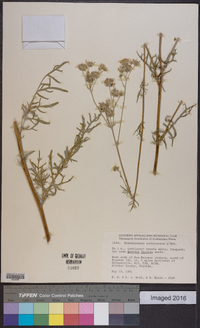 Hymenopappus scabiosaeus image