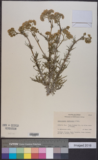 Hymenopappus scabiosaeus image