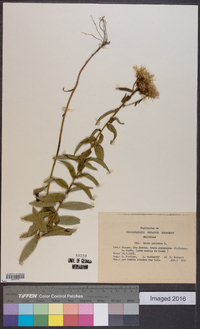 Inula salicina image