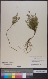 Ionactis linariifolia image