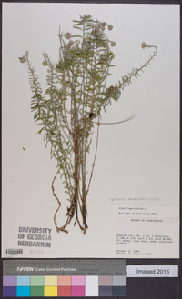 Ionactis linariifolia image