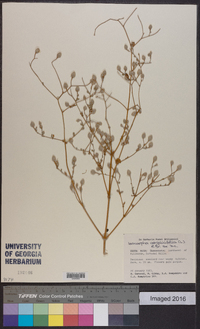 Isocarpha atriplicifolia image