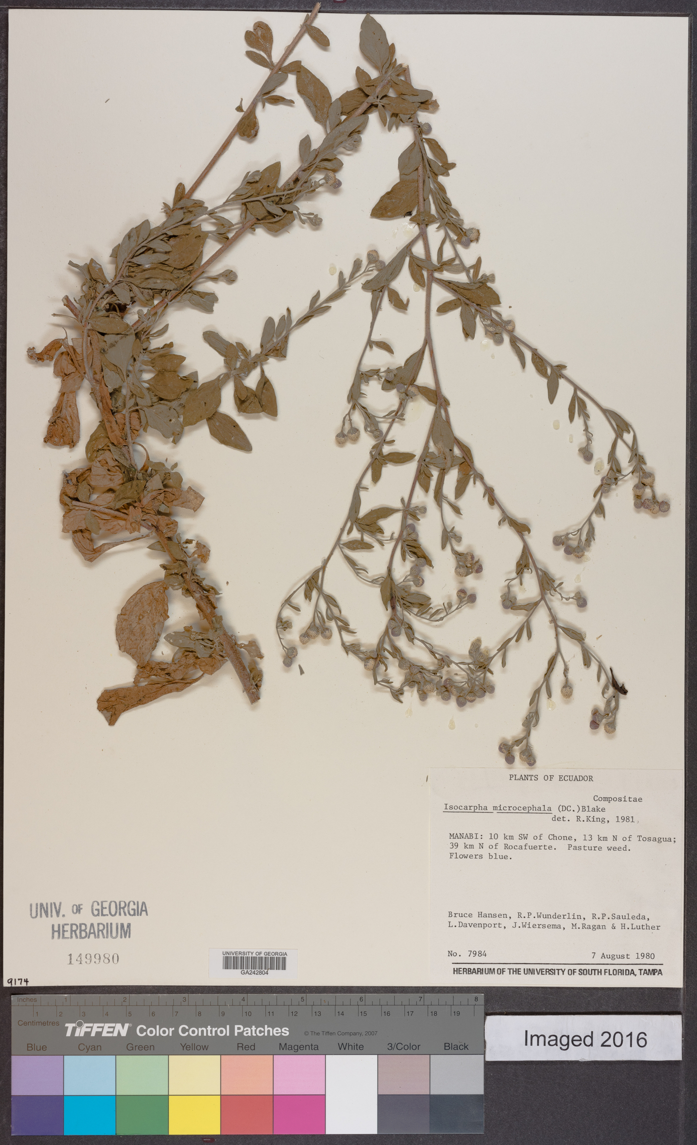 Isocarpha microcephala image