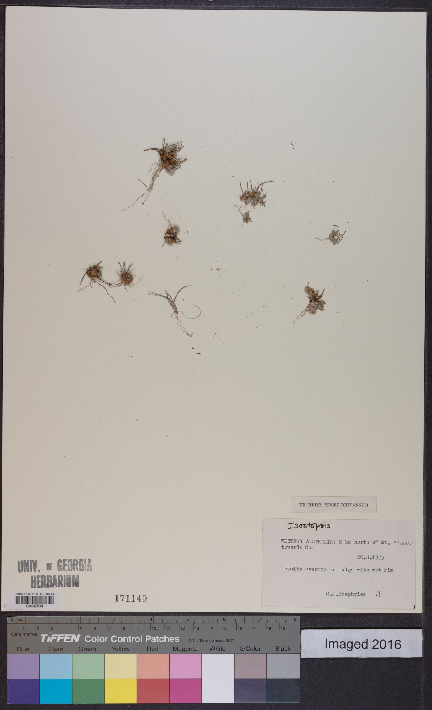 Isoetopsis image