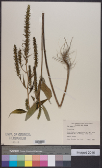 Iva annua image