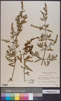 Iva cheiranthifolia image