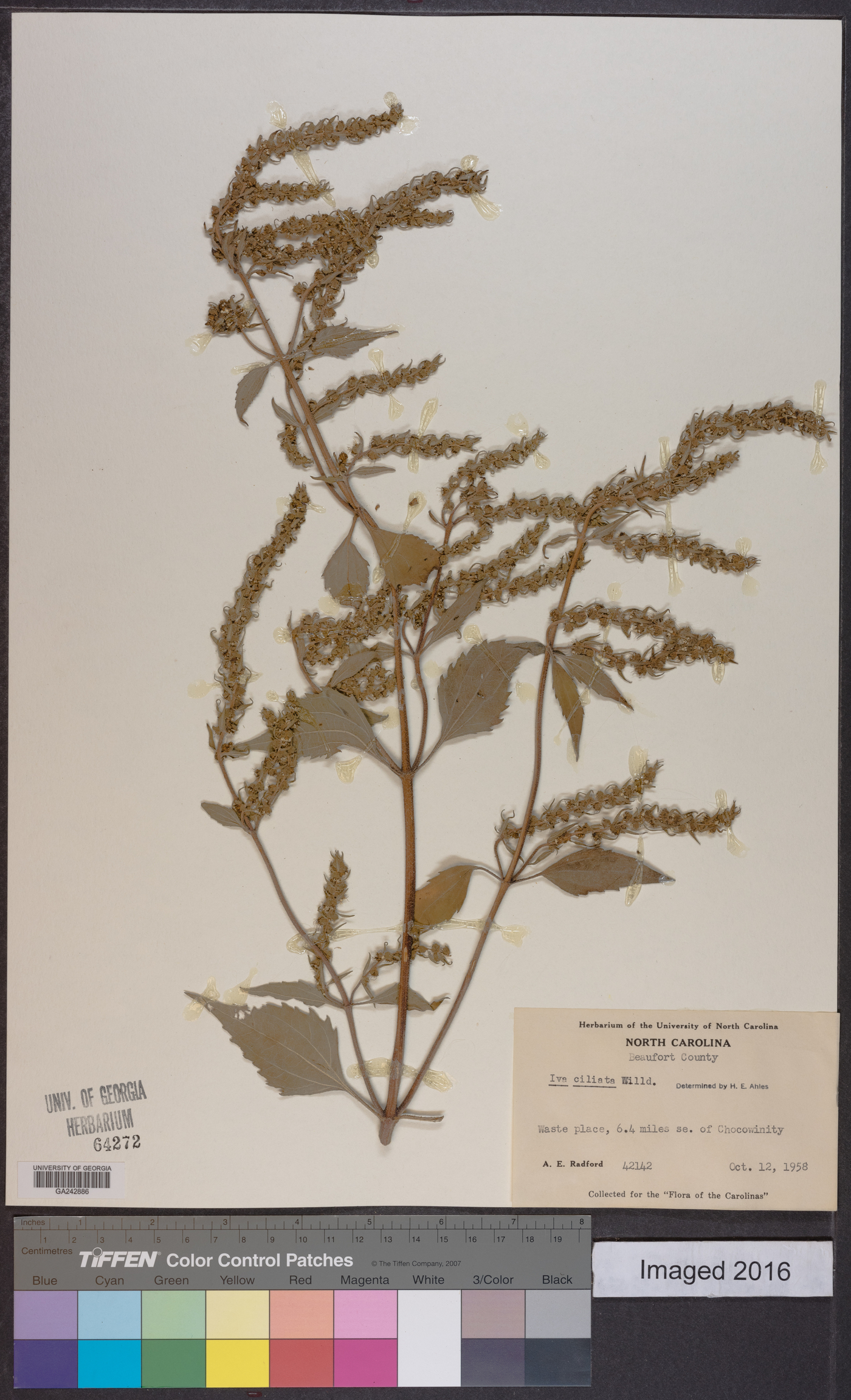 Iva ciliata image