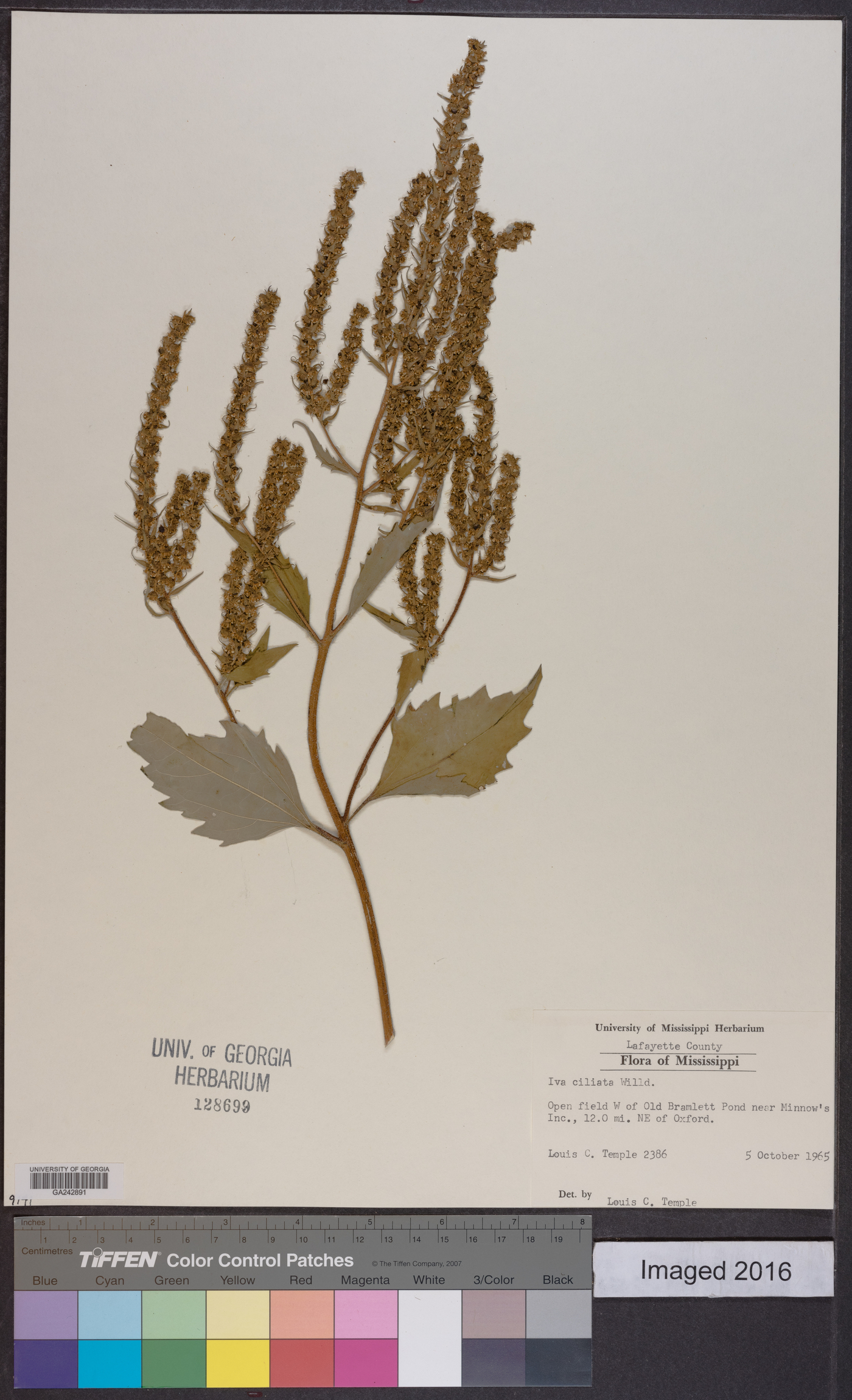 Iva annua var. annua image