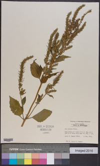 Iva annua var. annua image