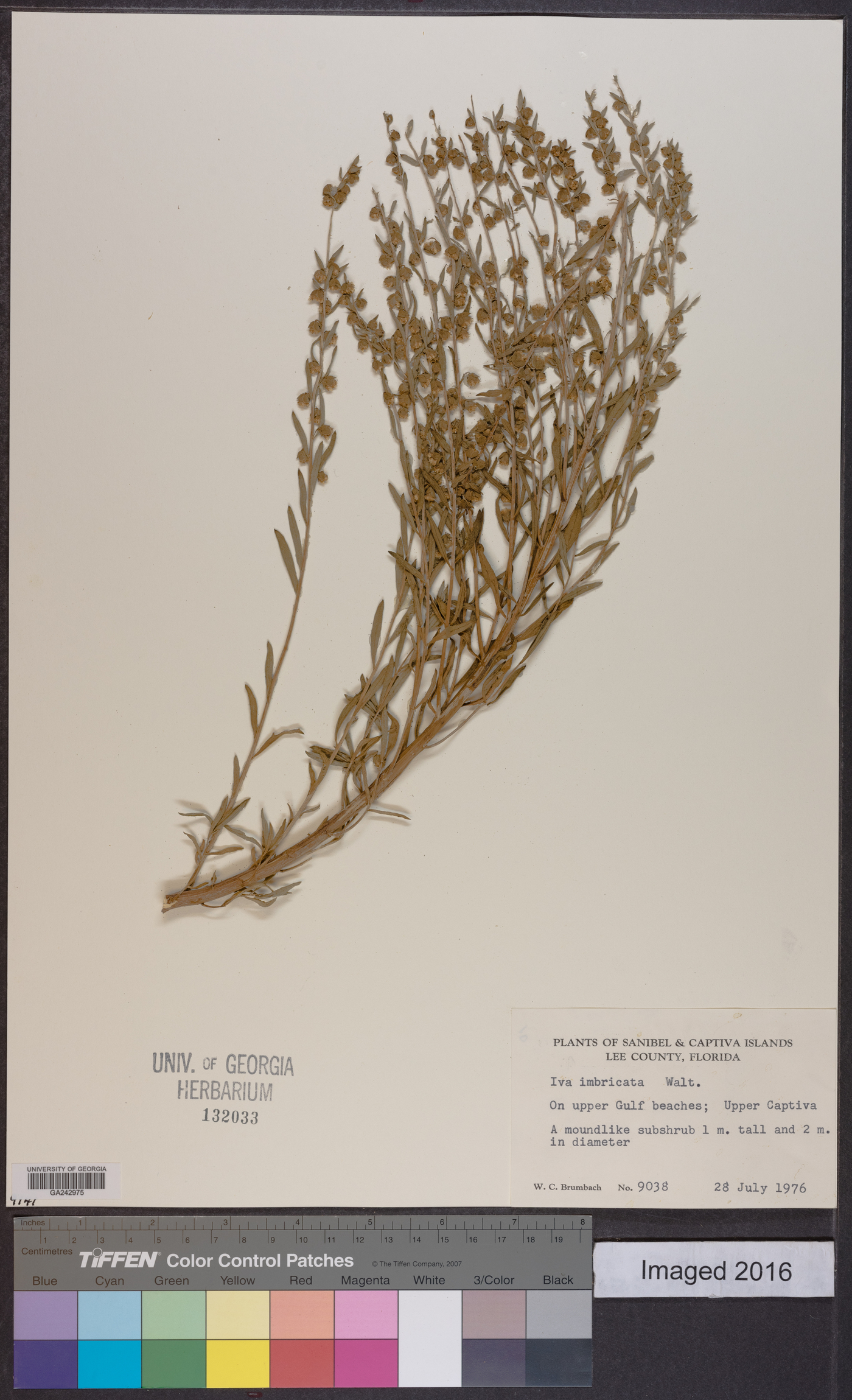 Iva imbricata image