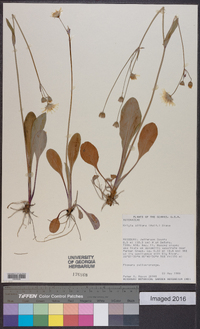 Krigia biflora image