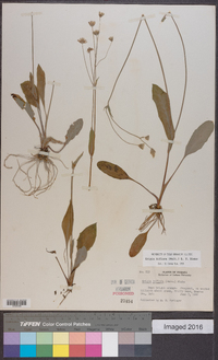 Krigia biflora image