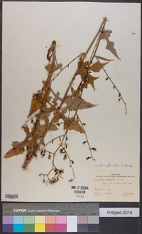 Lactuca floridana image