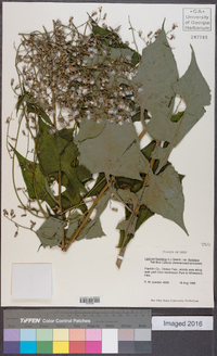 Lactuca floridana image