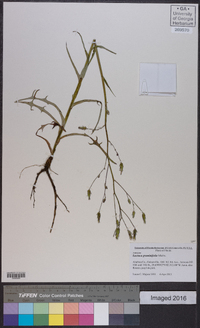 Lactuca graminifolia image