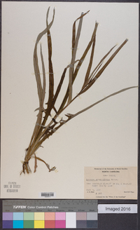 Lactuca graminifolia image