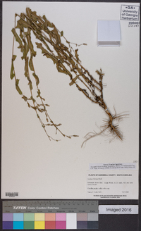 Lactuca graminifolia image