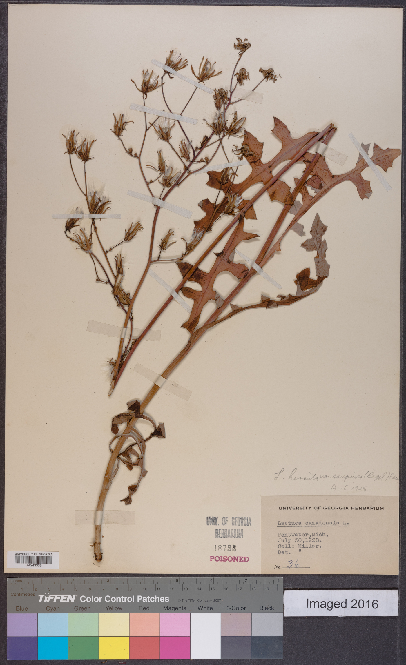 Lactuca hirsuta var. sanguinea image