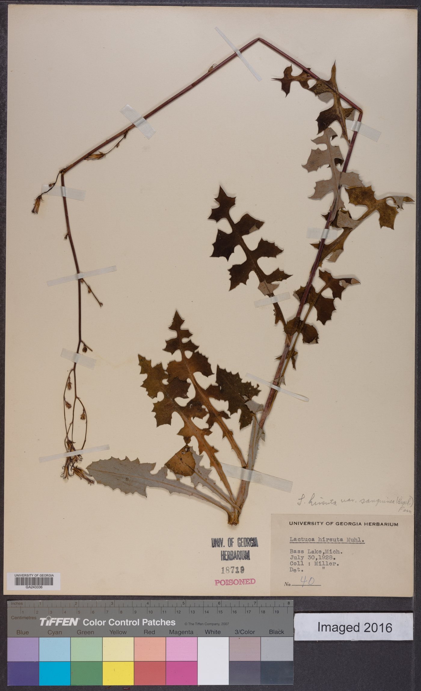 Lactuca hirsuta var. sanguinea image