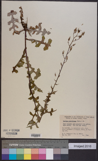 Lactuca ludoviciana image