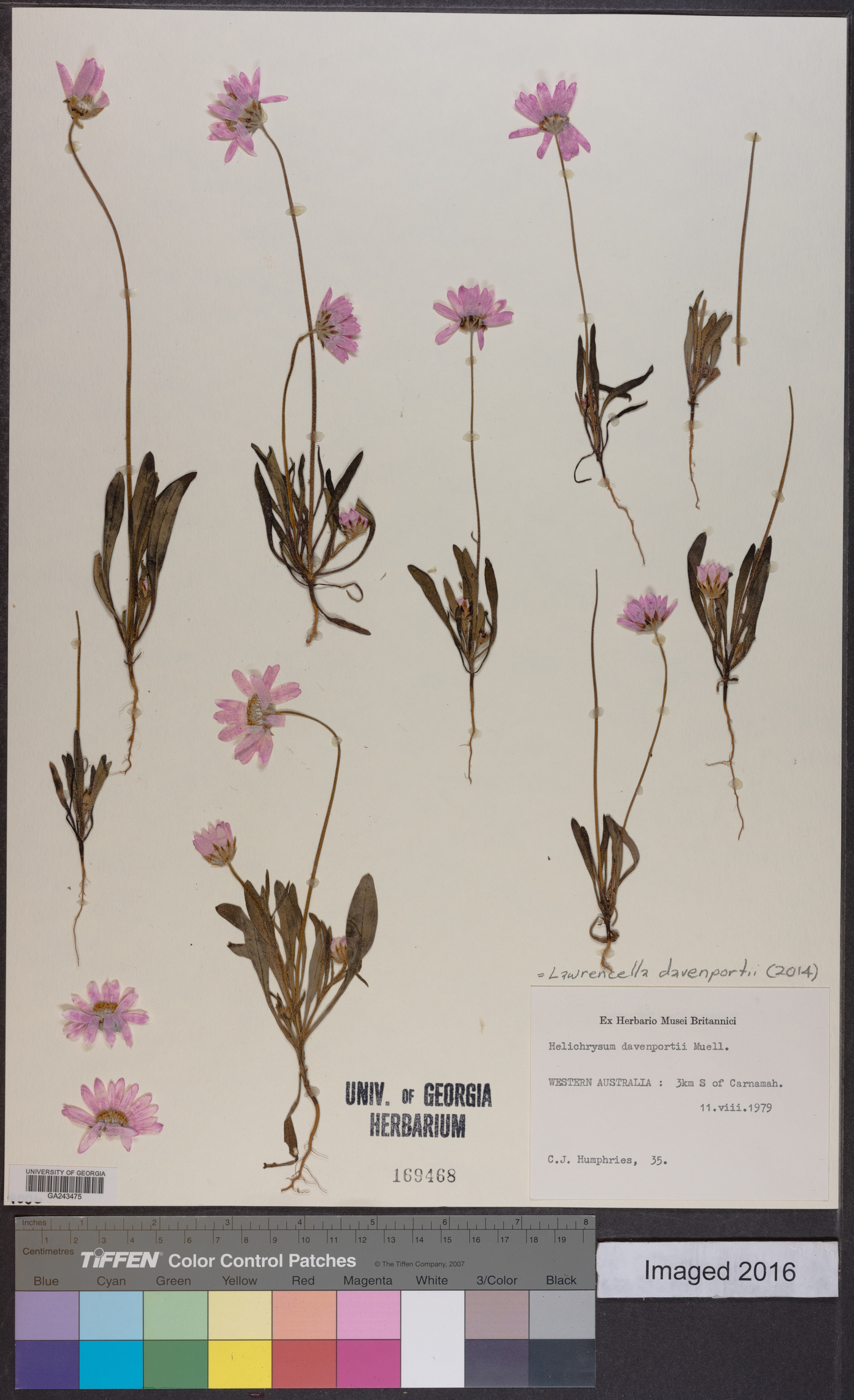 Lawrencella image