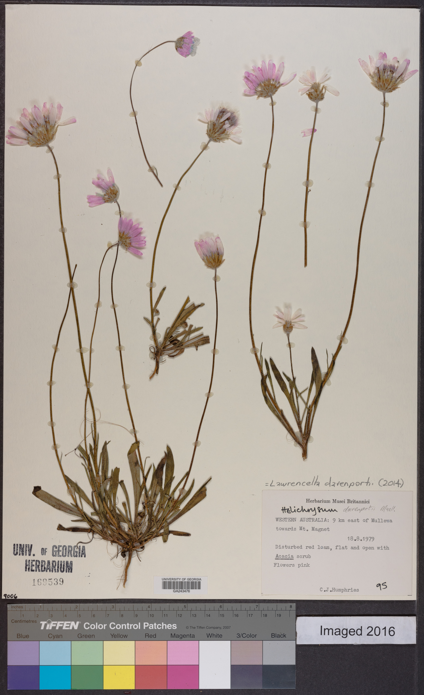 Lawrencella davenportii image