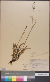 Leontodon autumnalis image