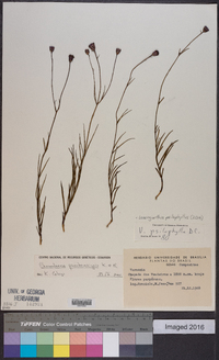 Lessingianthus psilophyllus image