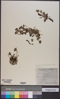 Image of Leucheria leontopodioides