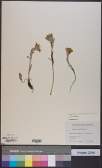 Image of Leucheria suaveolens
