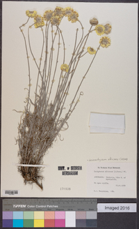 Leucochrysum albicans image