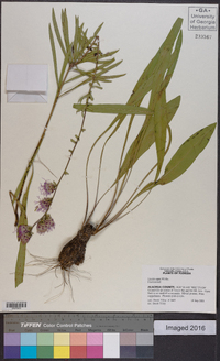 Liatris aspera image