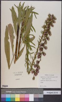 Liatris aspera image