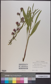 Liatris aspera image