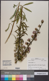 Liatris aspera image