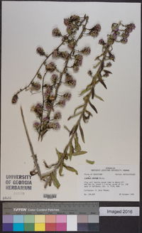 Liatris aspera image