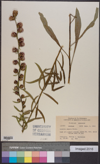 Liatris aspera image