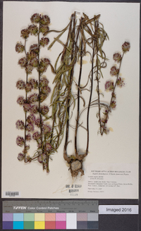 Liatris aspera image