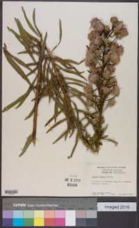 Liatris aspera image