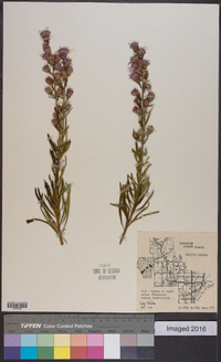 Liatris aspera image