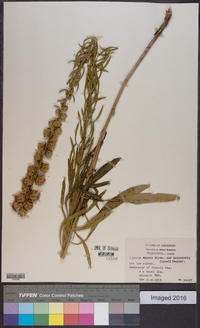 Liatris aspera image