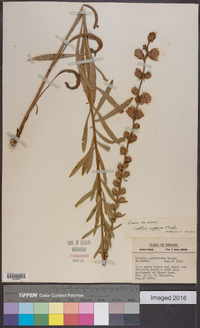 Liatris aspera image