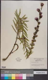 Liatris aspera image