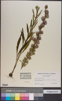 Liatris aspera image