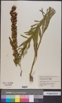 Liatris aspera image